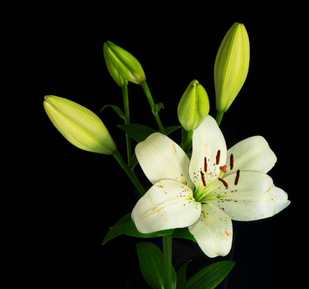istock lily flower on black background 1149193339