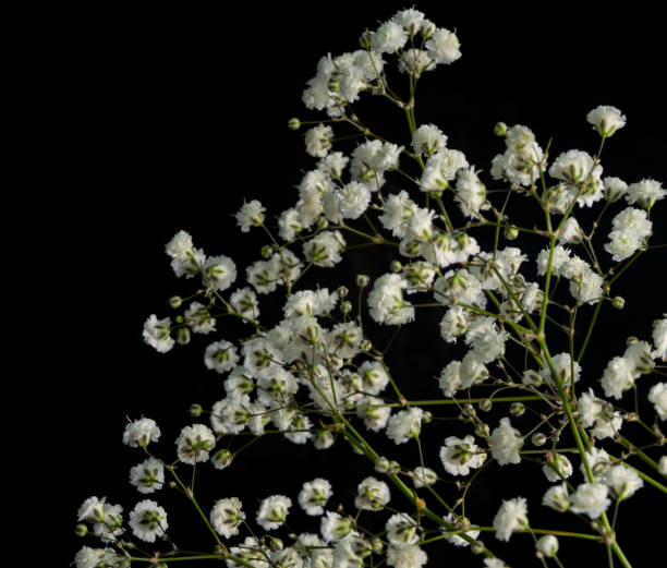 istock wild flowers on black background 1149193868