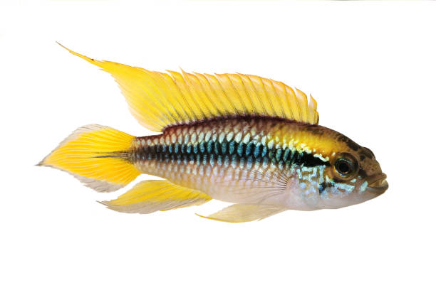 agassiz es zwerg-cichlid apistogramma agassizii aquarienfische - buntbarsch stock-fotos und bilder