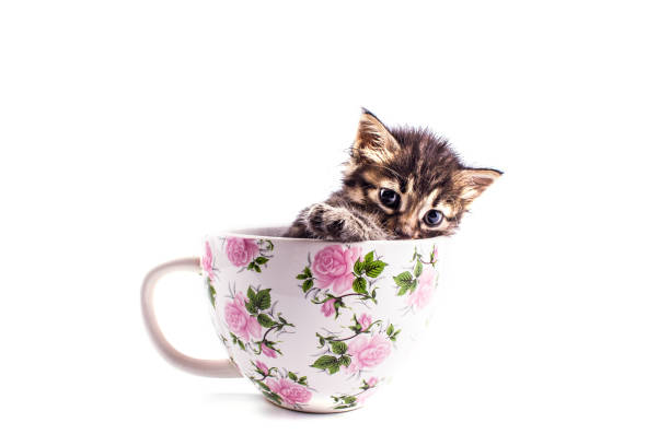 istock Little tabby kitten in a big white cup 1149195507