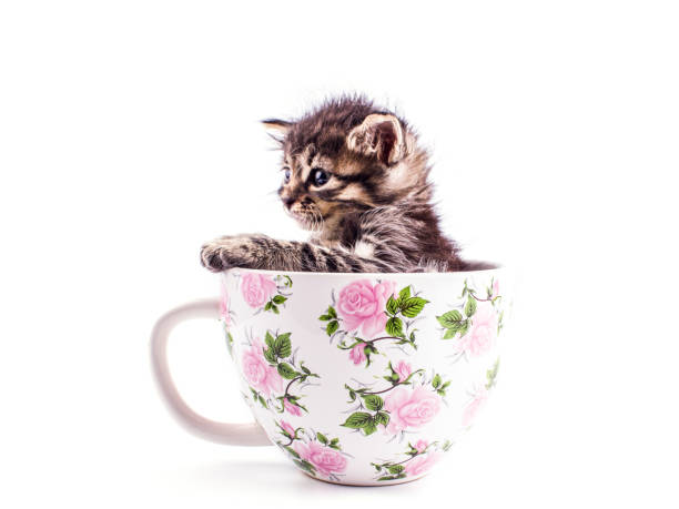 istock Little tabby kitten in a big white cup 1149195508