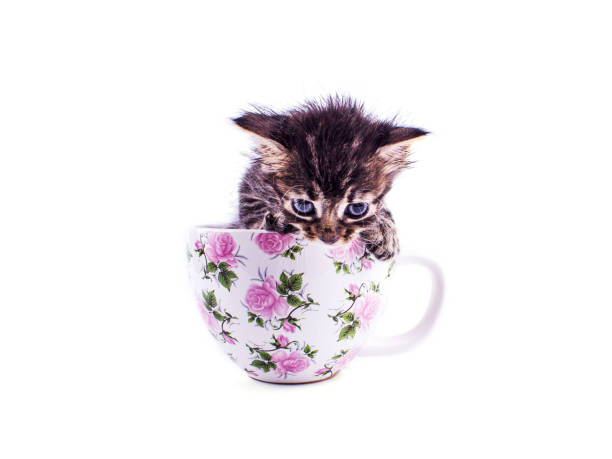 istock Little tabby kitten in a big white cup 1149195510