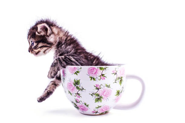 istock Little tabby kitten in a big white cup 1149195511