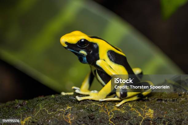 Rana Con Flecha Venenosa Regina Foto de stock y más banco de imágenes de Agua - Agua, Alemania, Anfibio