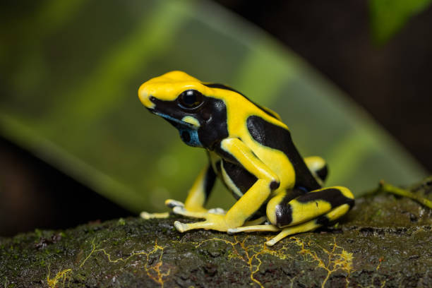 istock Dyeing poison arrow frog 