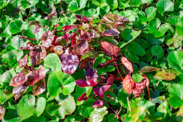 Photo of Green and red leaves of trees in stratford upon avon