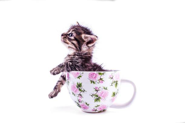 istock Little tabby kitten in a big white cup 1149196449