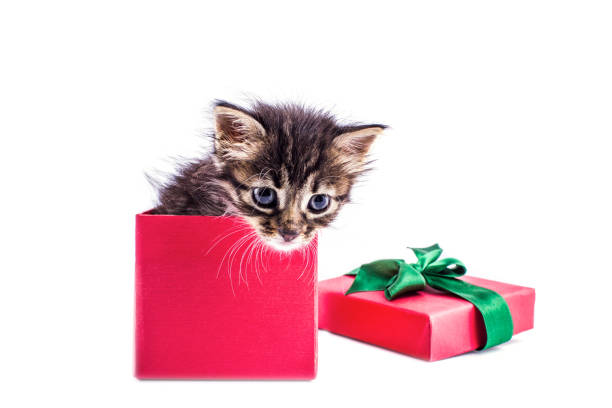istock Little tabby kitten in a red gift box with a bow 1149196826
