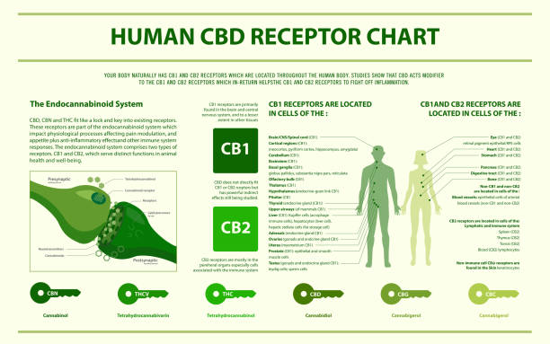 Human CBD receptor chart horizontal infographic Human CBD receptor chart horizontal infographic, healthcare and medical illustration about cannabis cannabinoid stock illustrations