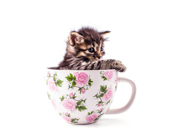 istock Little tabby kitten in a big white cup 1149198647