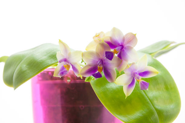 Beautiful rare orchid in a pot on a White background