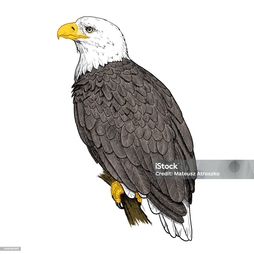 Bản Vẽ Đại Bàng Hói Mỹ Phác Thảo Màu Của Chim Haliaeetus ...