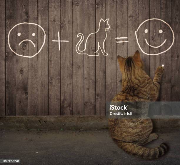 Cat Writes An Equation On The Fence Stock Photo - Download Image Now - Animal, Animal Back, Back
