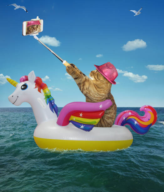 istock Cat takes a photo on an inflatable circle 1149199402