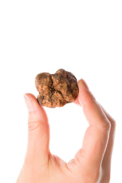 istock Young woman holding white truffles. 1149200632