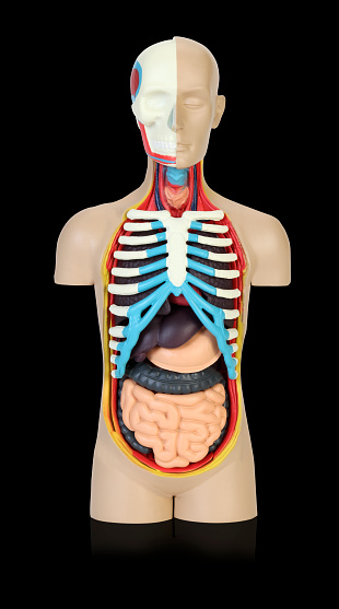 Anatomy human body model