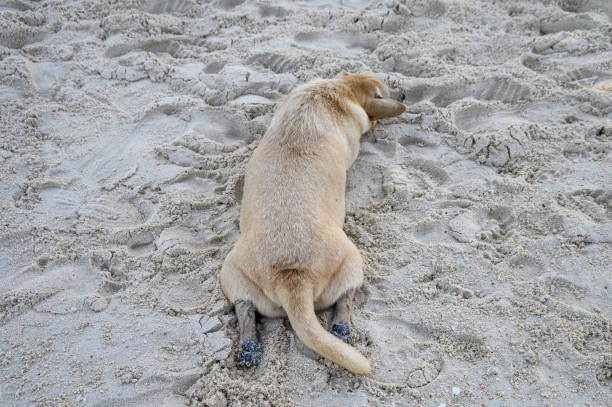 istock Domestic dog sleeping on the beach 1149200929