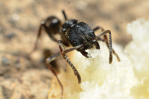 Black ants, square heads with two antennas on the front of the head, body and head textured with lines and downy, and two claws in the mouth and jagged legs\
