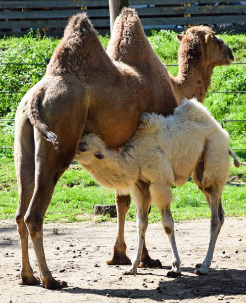 istock Baby camel with her mother 1149202144