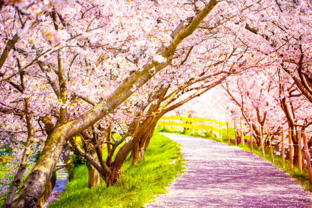 a walking road under the beautiful sakura tree or cherry tree tunnel.
