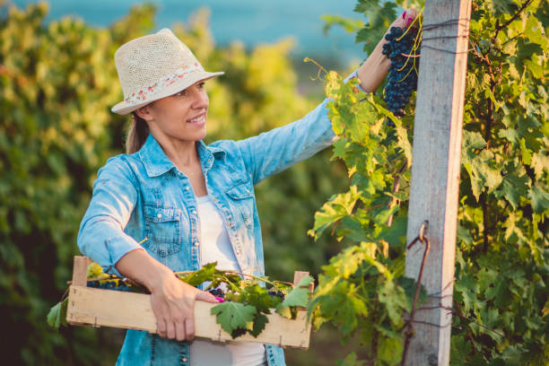 istock Woman harvesting the grapes 1149202296