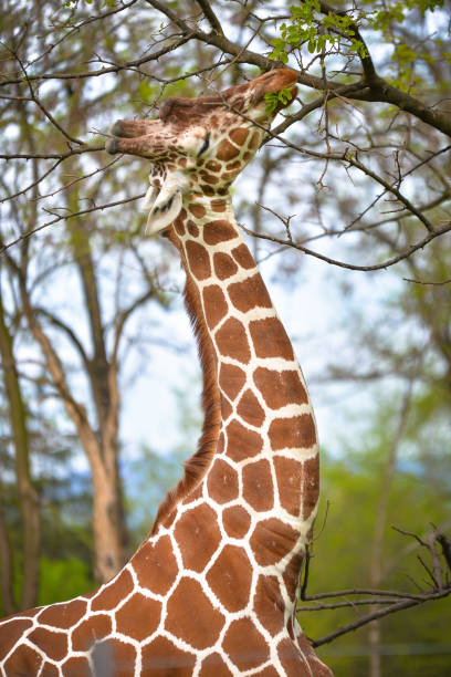 istock Giraffe eating leaves from a branch 1149202305