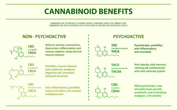 Cannabinoid benefits horizontal infographic Cannabinoid benefits horizontal infographic, healthcare and medical illustration about cannabis cannabinoid stock illustrations