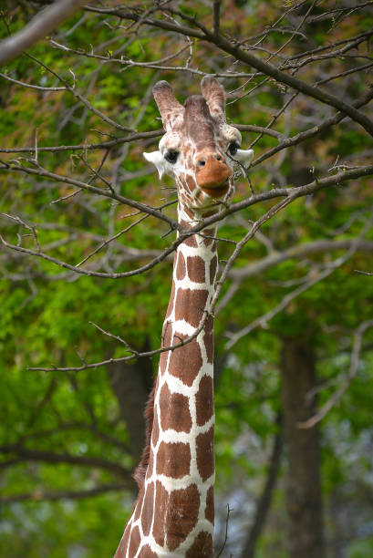 istock Giraffe eating leaves from a branch 1149202359