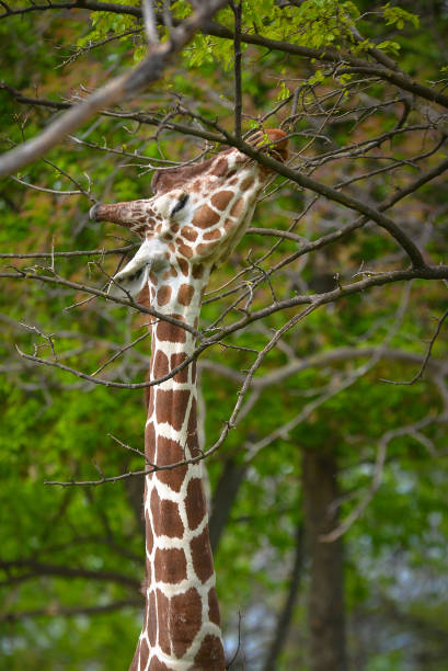 istock Giraffe eating leaves from a branch 1149202365