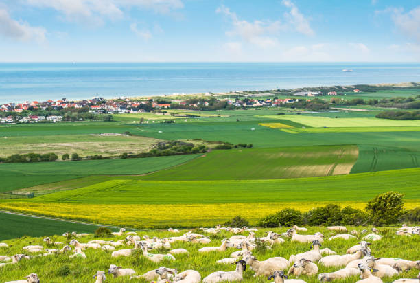 flock of sheep in the Hauts-de-France
