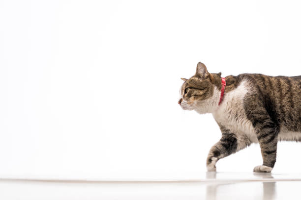 istock walking cat with red collar on white background 1149204707