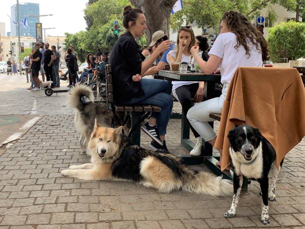 In a Cafe terrace in the center of Tel Aviv a group of women take coffee and talk while their dogs are waiting next to them.Tel Aviv is building a reputation to be one of the most dog friendly cities in the world. According to official figures there is one dog to every 17 people. Besides that, dogs enjoy 70 public dog parks and even have their own beaches.