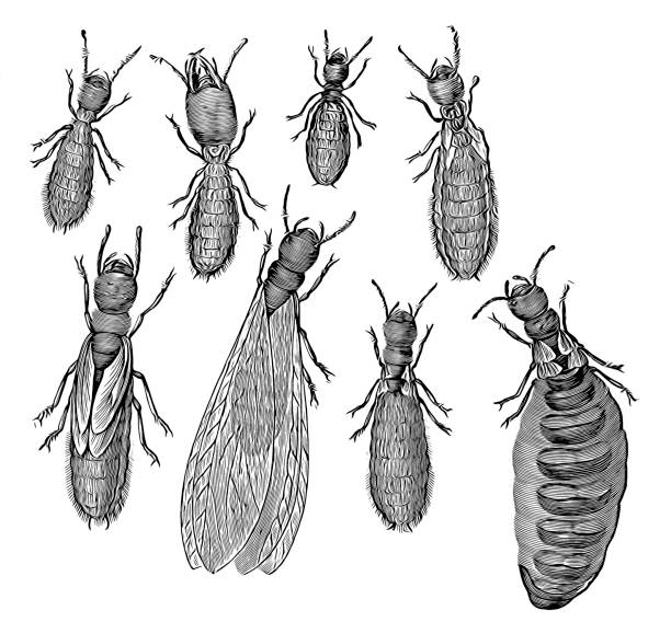 Caste system of termites Illustration of a Caste system of termites termite queen stock illustrations