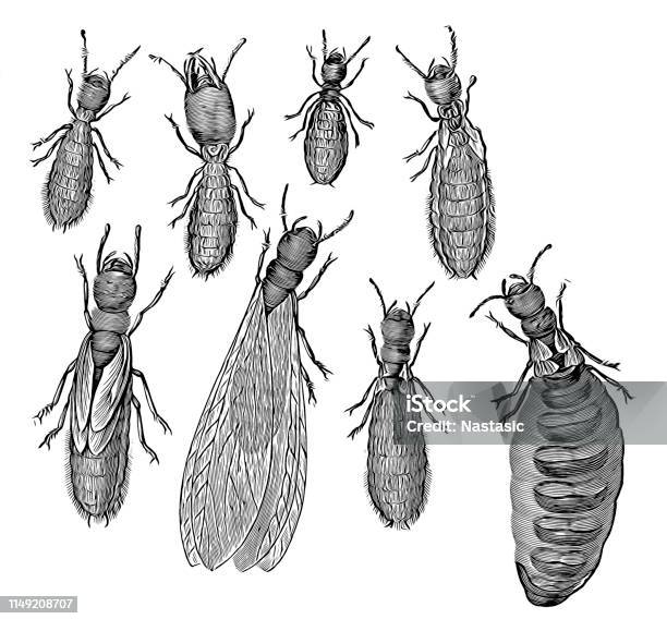 Colorable Termite Caste System Of Termites Stock Illustration - Download Image Now ...