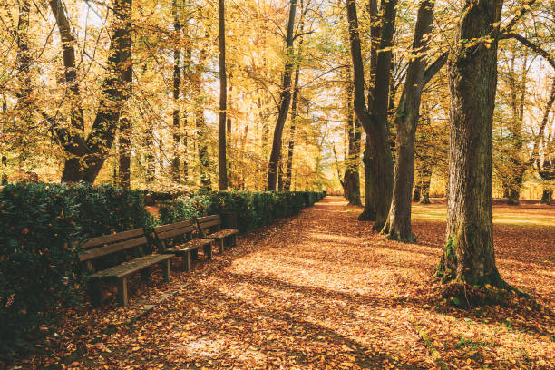 istock Footpath Amidst Trees In Forest During Autumn 1149208761