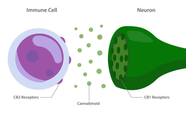 ilustraciones, imágenes clip art, dibujos animados e iconos de stock de el sistema endocannabinoide con receptores cannabinoides entre la célula inmune y la neurona - blood cell red blood cell blood stem cell