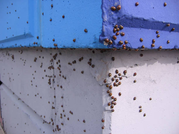 istock many insects beetles ladybug sitting on the wall accumulation of larvae 1149211159