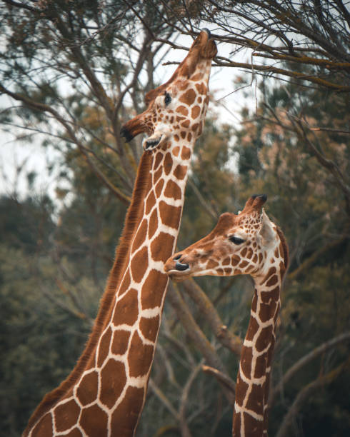 istock Giraffe Mother and daughter 1149213066