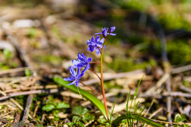 istock Blue scilla flowers in the forest on spring 1149213636