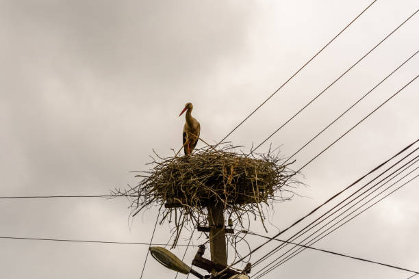 istock Storks in nest on a high electric pole 1149214211