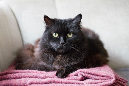 black Siberian cat sitting on sofa, looking at camera