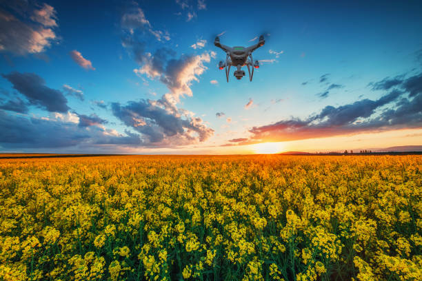 istock Flying drone over the rapeseed field at spring, dramatic sunset clouds 1149215051