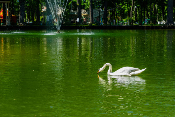 Swan