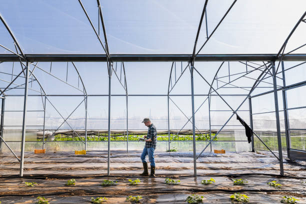 Farmer Checking Vegetable with Digital Tablet in the Greenhouse
