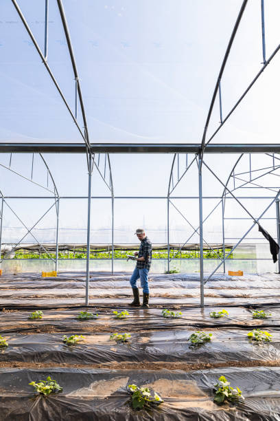 istock Farmer Checking Vegetable with Digital Tablet in the Greenhouse 1149217077
