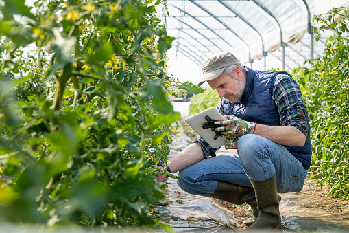 Granjero controlando plántulas de tomate con tableta digital en el invernadero photo