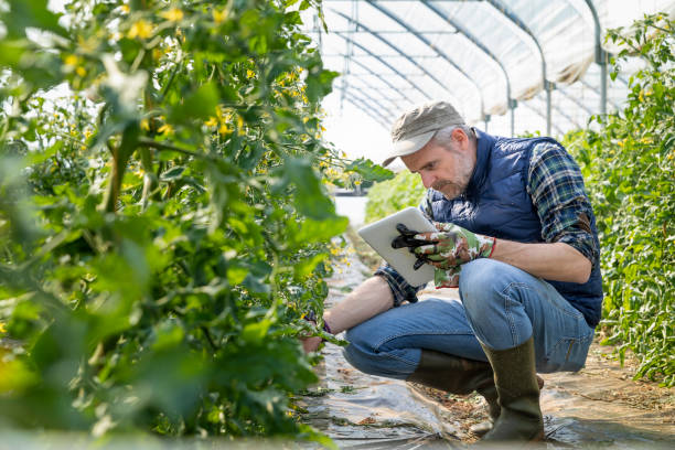 Farmer Controlling Tomato Seedlings with Digital Tablet in the Greenhouse Farmer harvesting in the greenhouse greenhouse stock pictures, royalty-free photos & images