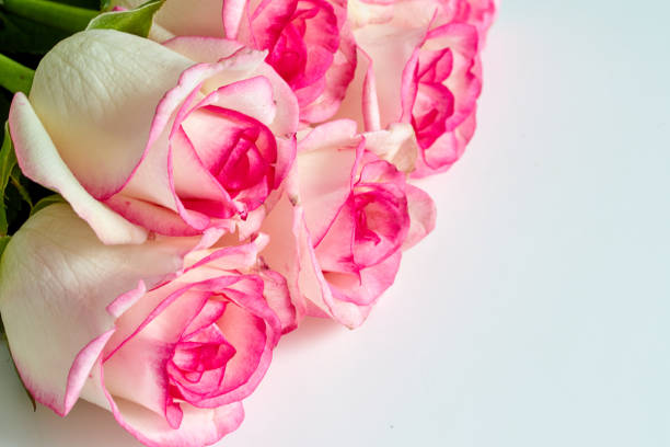 istock white roses with red and pink edges isolated on white background 1149219512