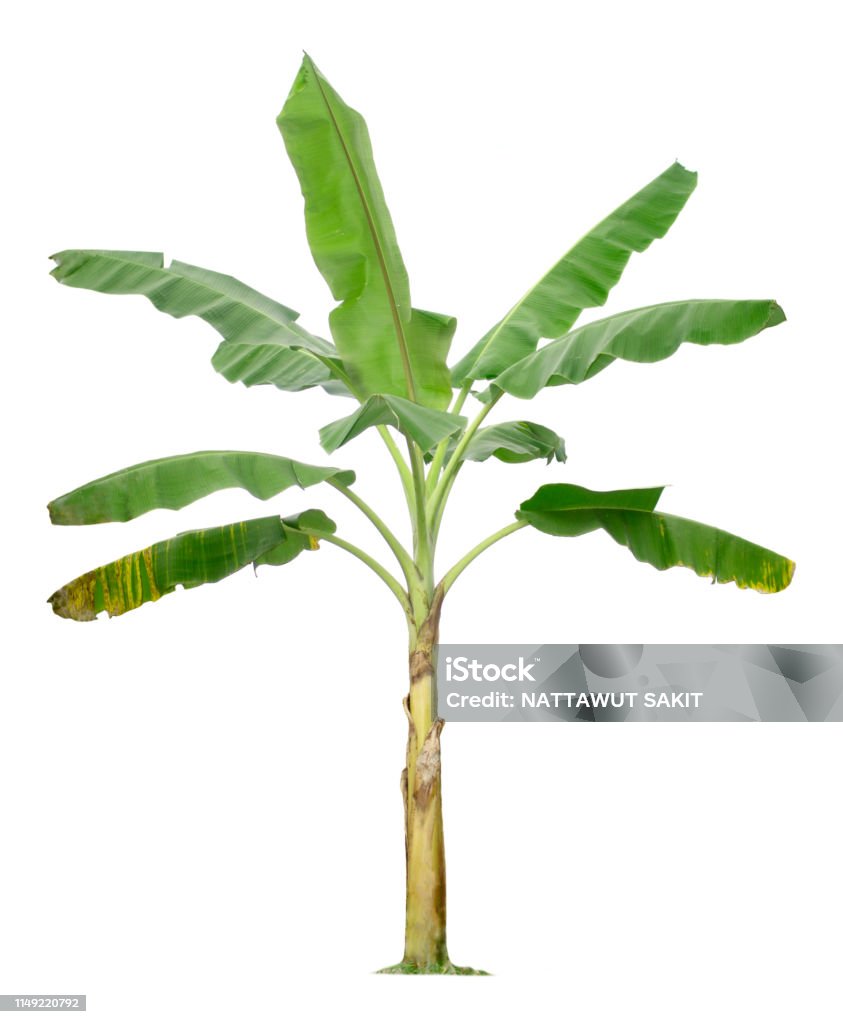 Cây Chuối Bị Cô Lập Trên Nền Trắng Hình ảnh Sẵn có - Tải xuống ...
