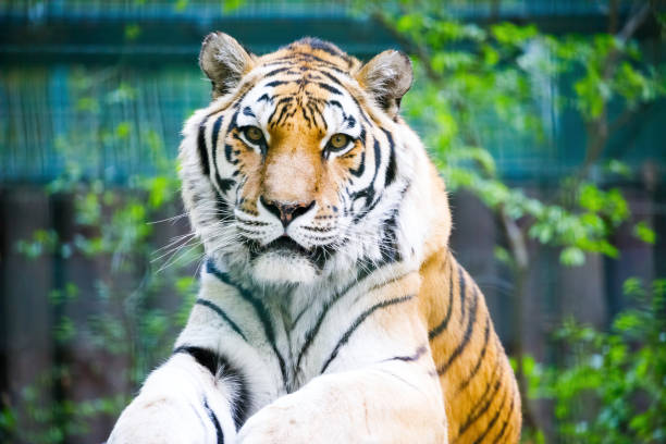 istock Tiger in a zoo 1149222495
